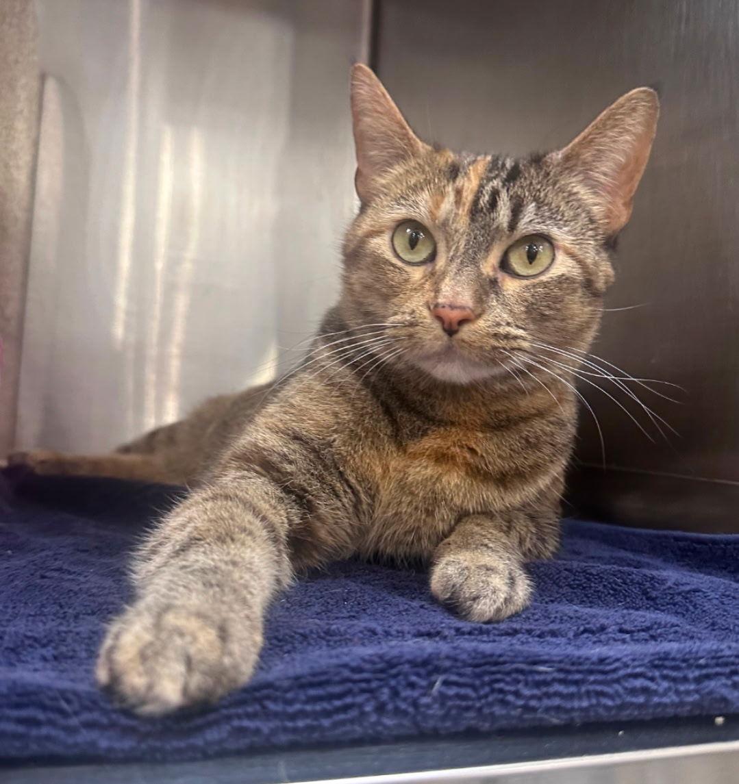 Torbitha, a Adopted Domestic Short Hair in Wheaton, IL image 3/3