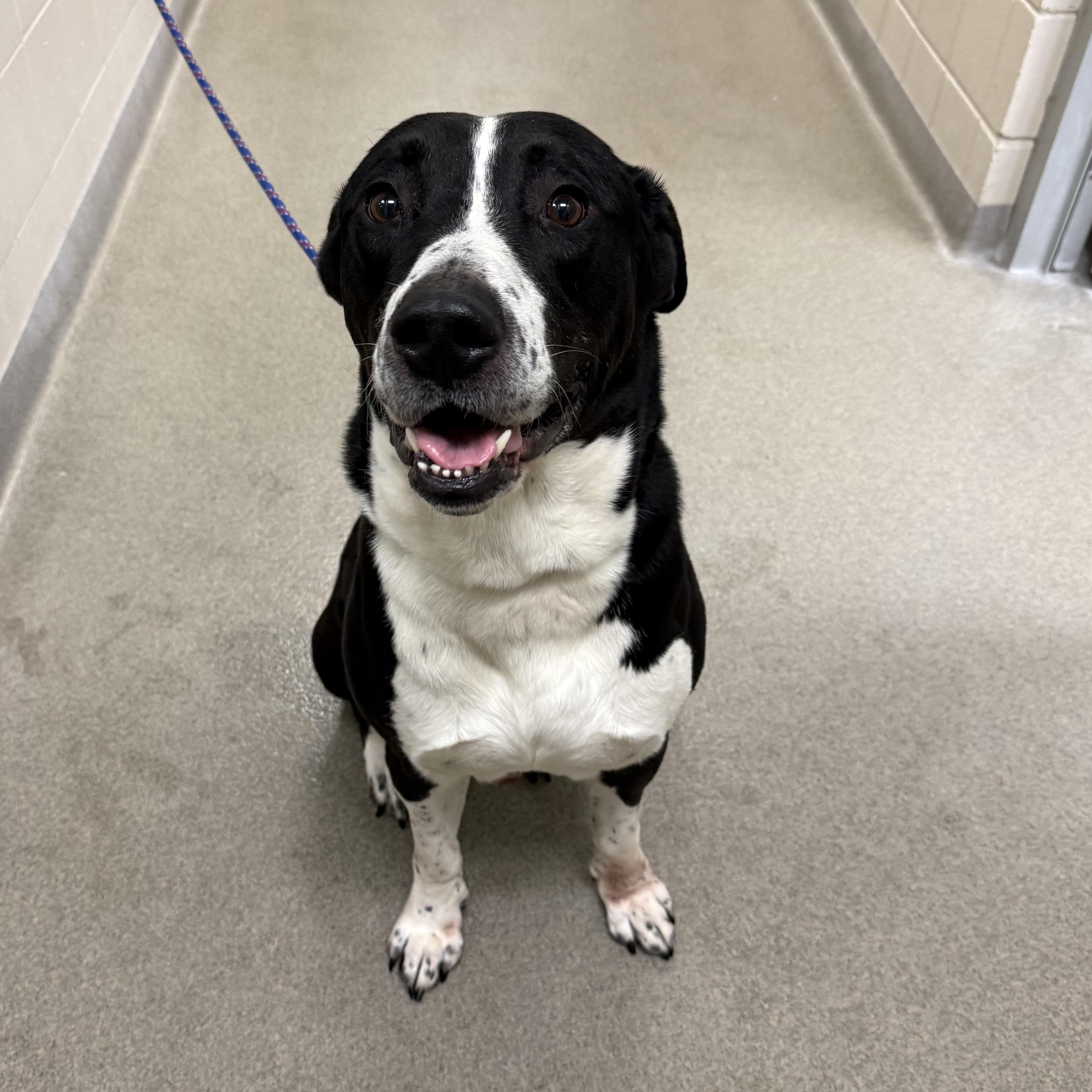 Enlarge Rooster, a ADOPTABLE mixed breed in Kearney, NE image 1/1