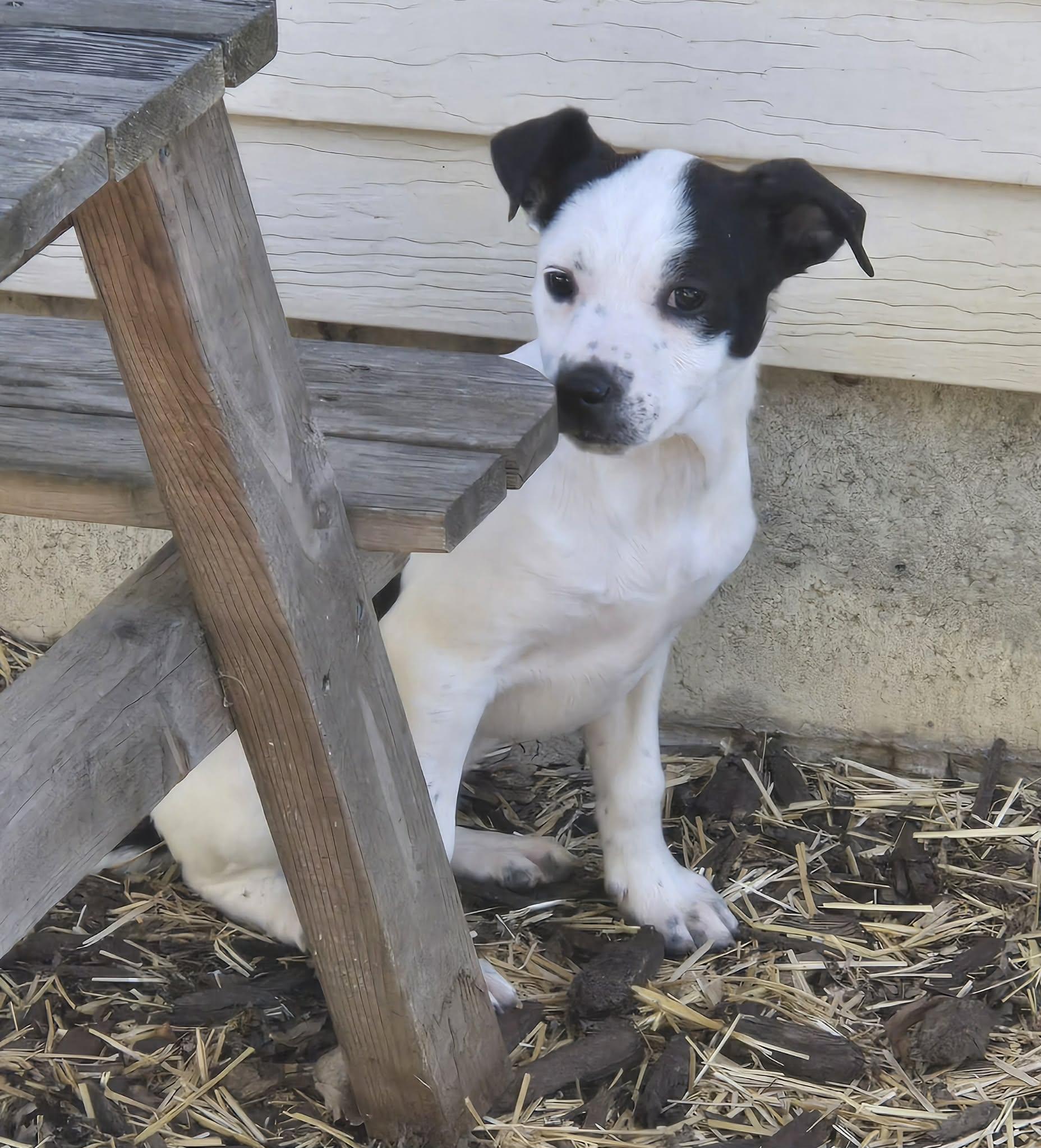 Enlarge Bubbles. ADOPTED, an adopted mixed breed in Union Grove, WI image 3/3