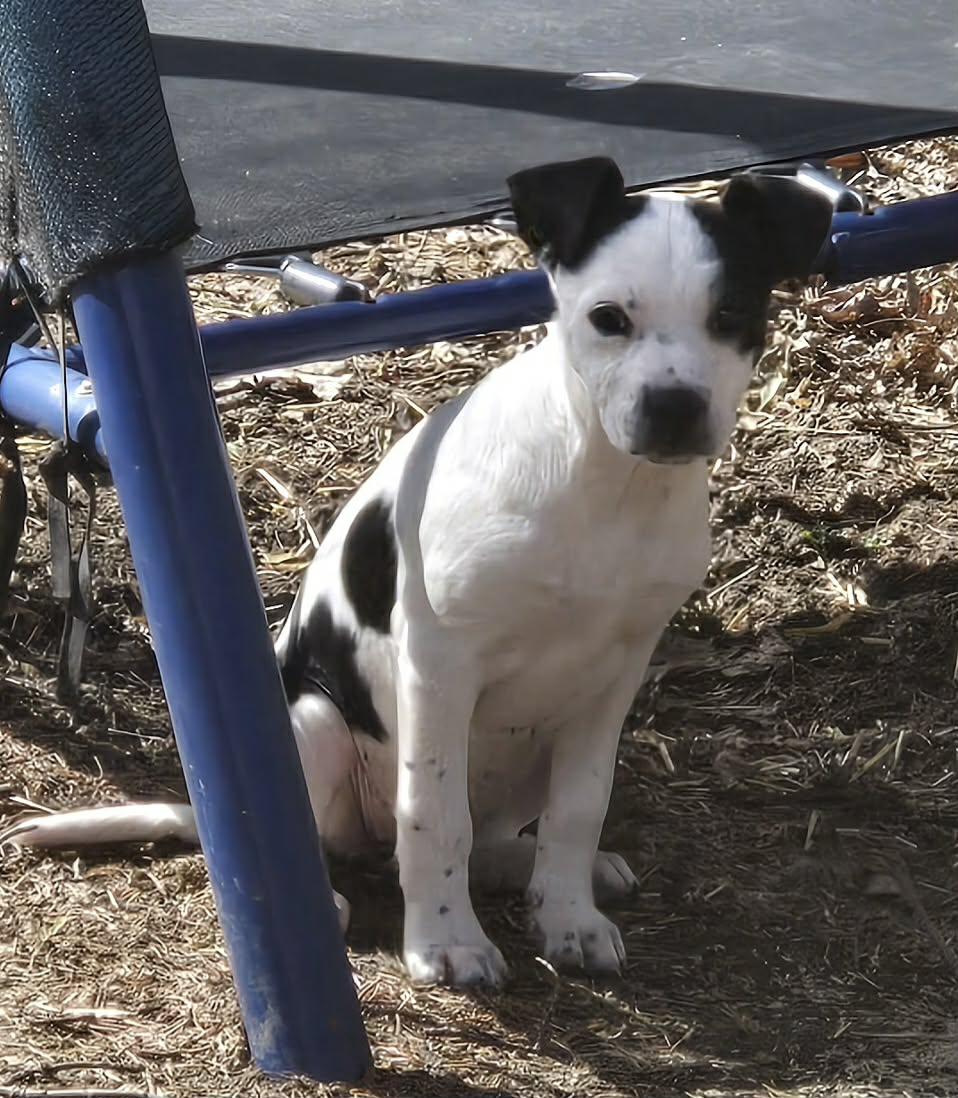 Enlarge Bubbles. ADOPTED, an adopted mixed breed in Union Grove, WI image 2/3