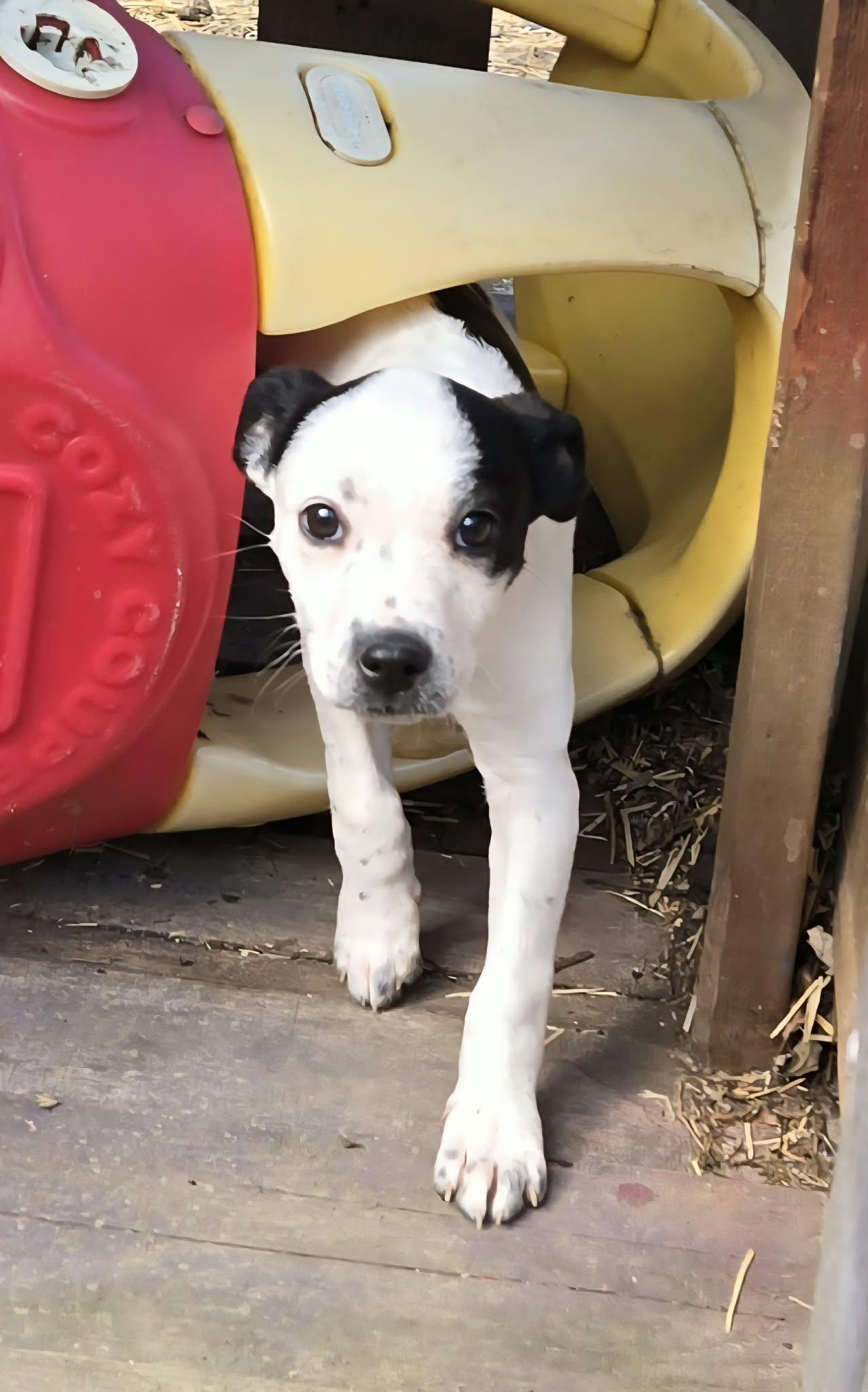 Enlarge Bubbles. ADOPTED, an adopted mixed breed in Union Grove, WI image 1/3