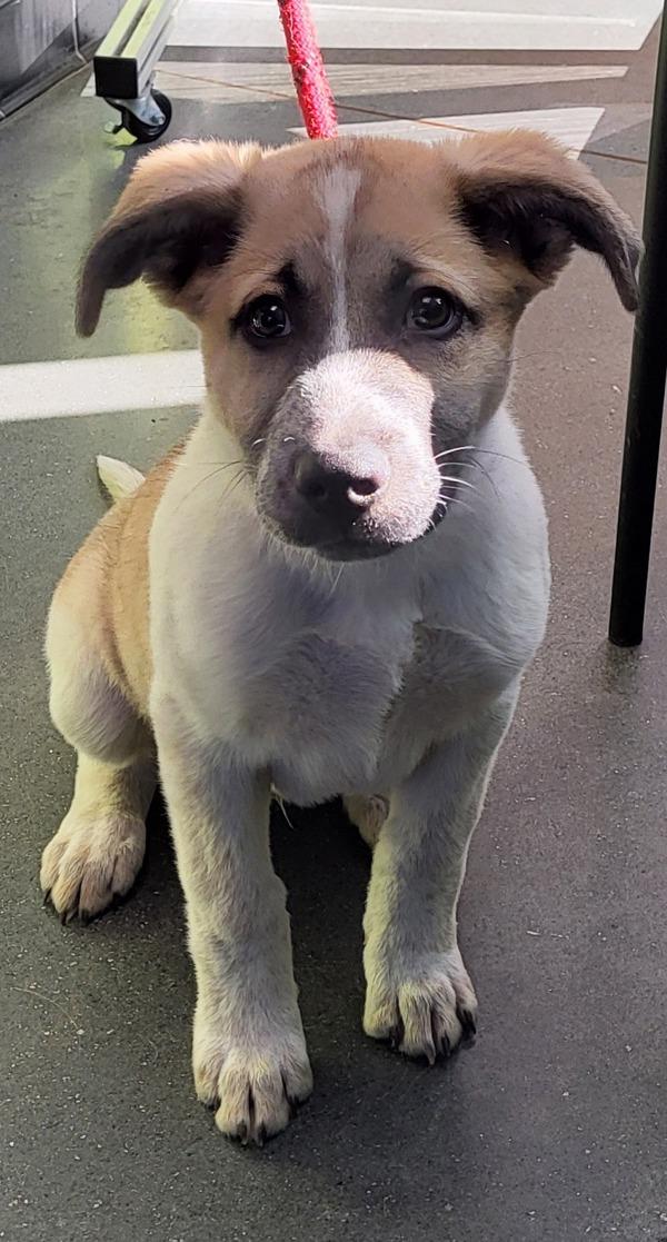 Pen  Cricket thumbnail 2