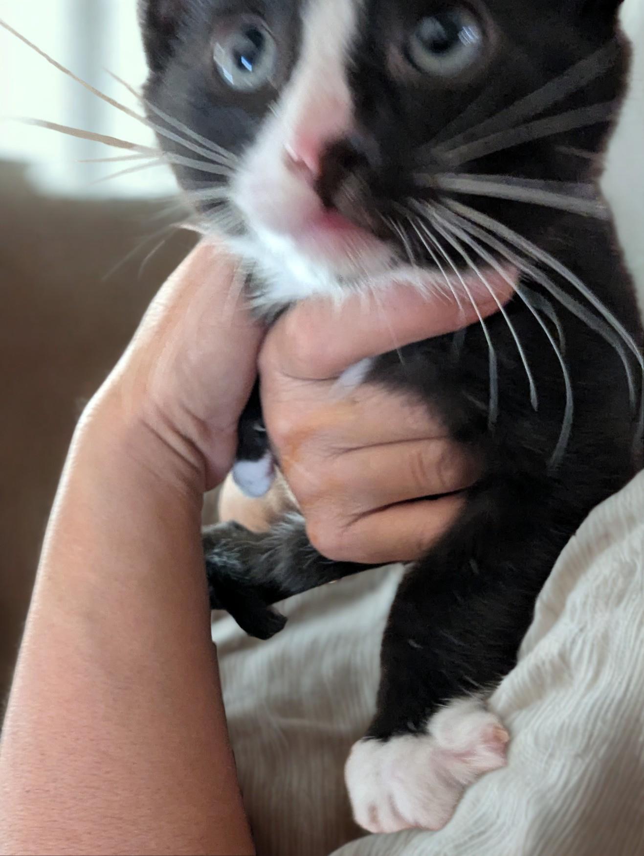 Tux, a Adoptable American Shorthair in Bakersfield, CA image 1/5
