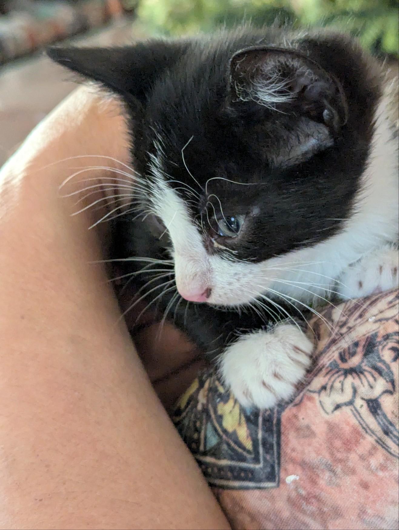 Tux, a Adoptable American Shorthair in Bakersfield, CA image 2/5