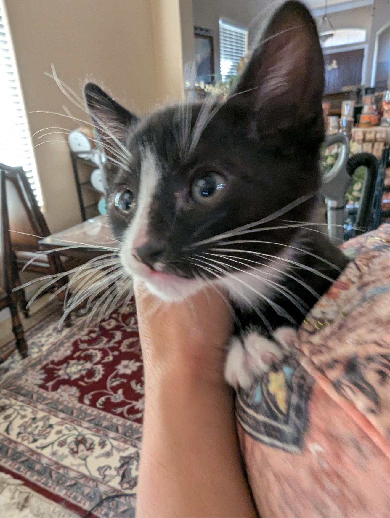 Tux, a Adoptable American Shorthair in Bakersfield, CA image 3/5