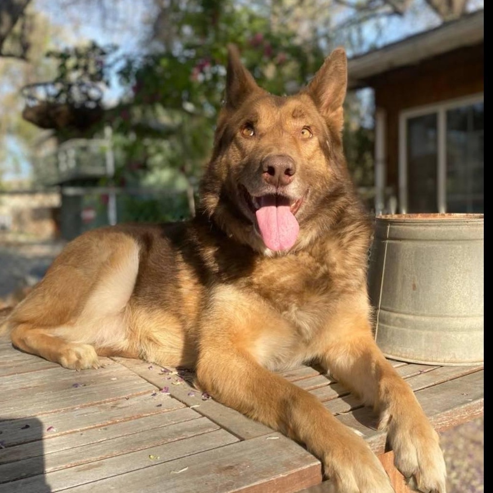 Chai! , a ADOPTABLE mixed breed in Monterey, CA image 1/6