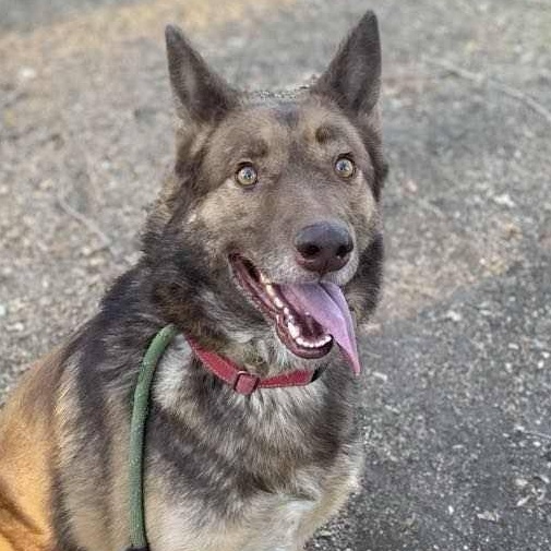 Chai! , a ADOPTABLE mixed breed in Monterey, CA image 4/6