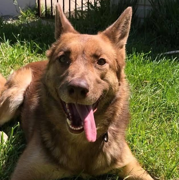 Chai! , a ADOPTABLE mixed breed in Monterey, CA image 6/6