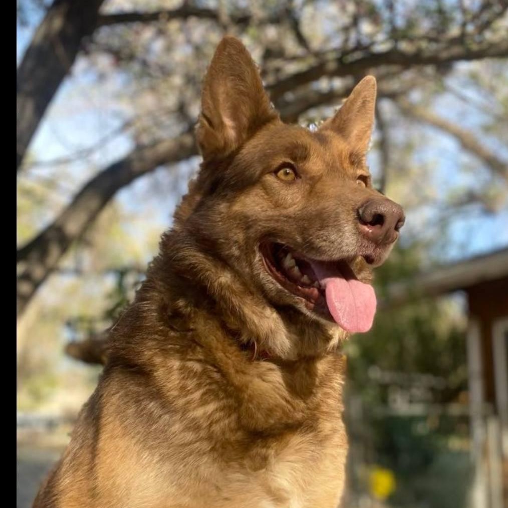 Chai! , a ADOPTABLE mixed breed in Monterey, CA image 3/6