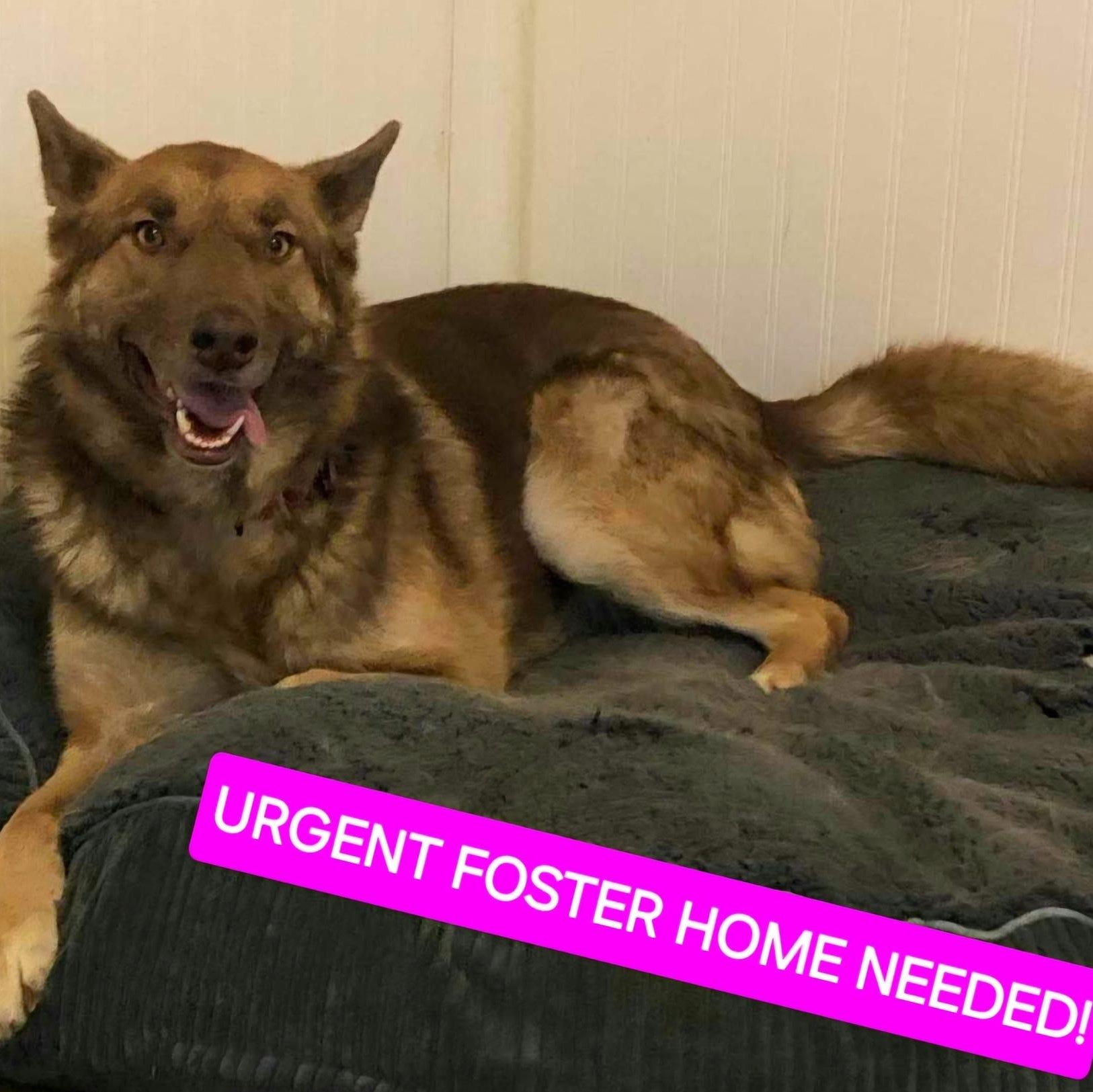 Chai! , a ADOPTABLE mixed breed in Monterey, CA image 5/6