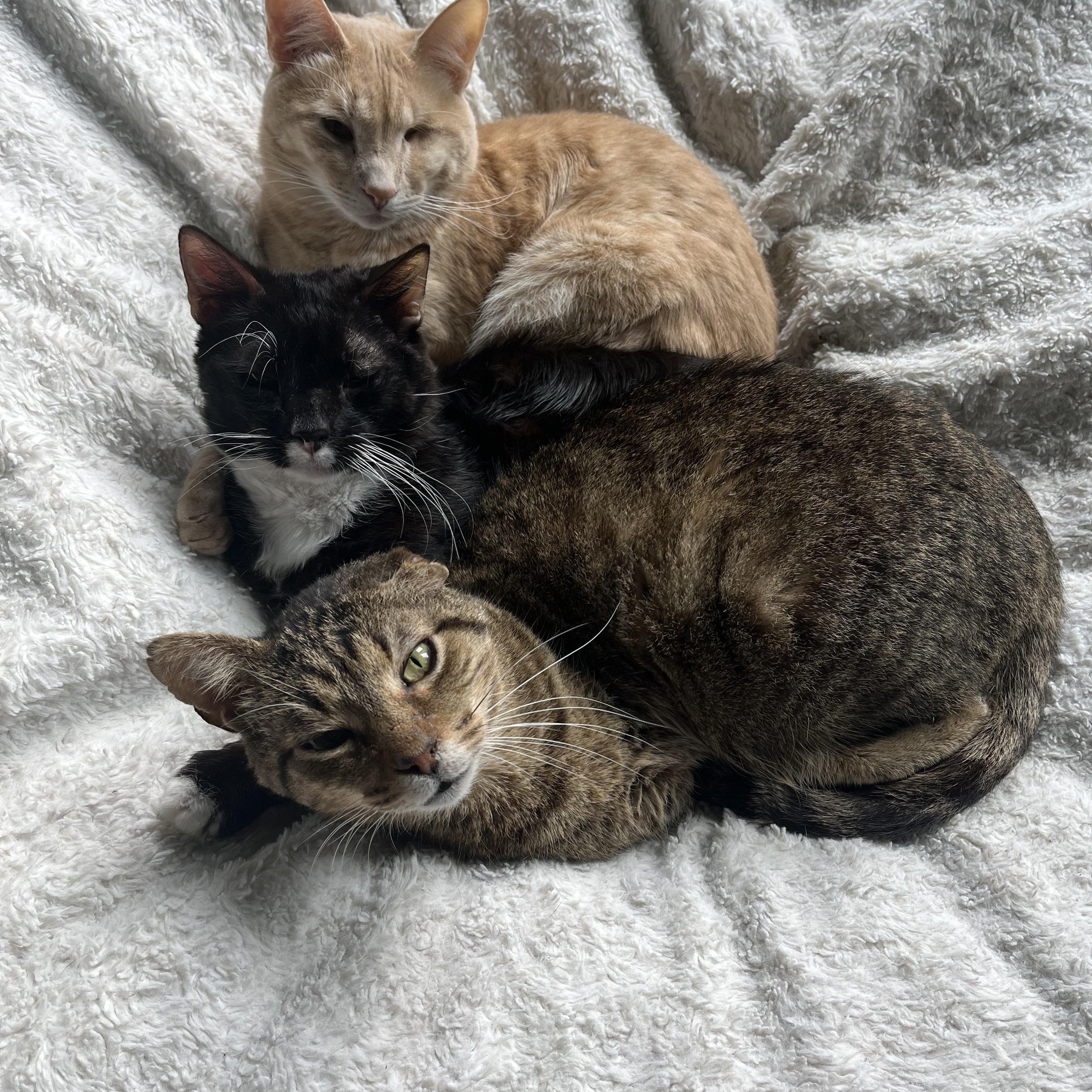 Manicotti, an adopted Domestic Short Hair in Plano, TX image 3/4