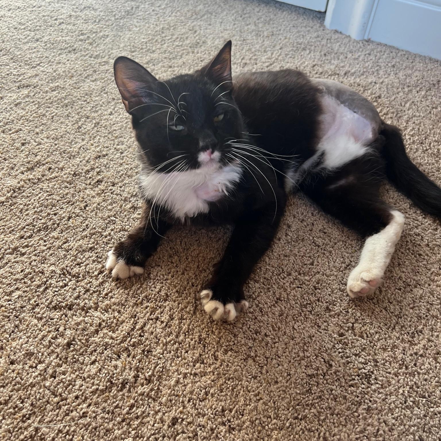 Manicotti, an adopted Domestic Short Hair in Plano, TX image 2/4