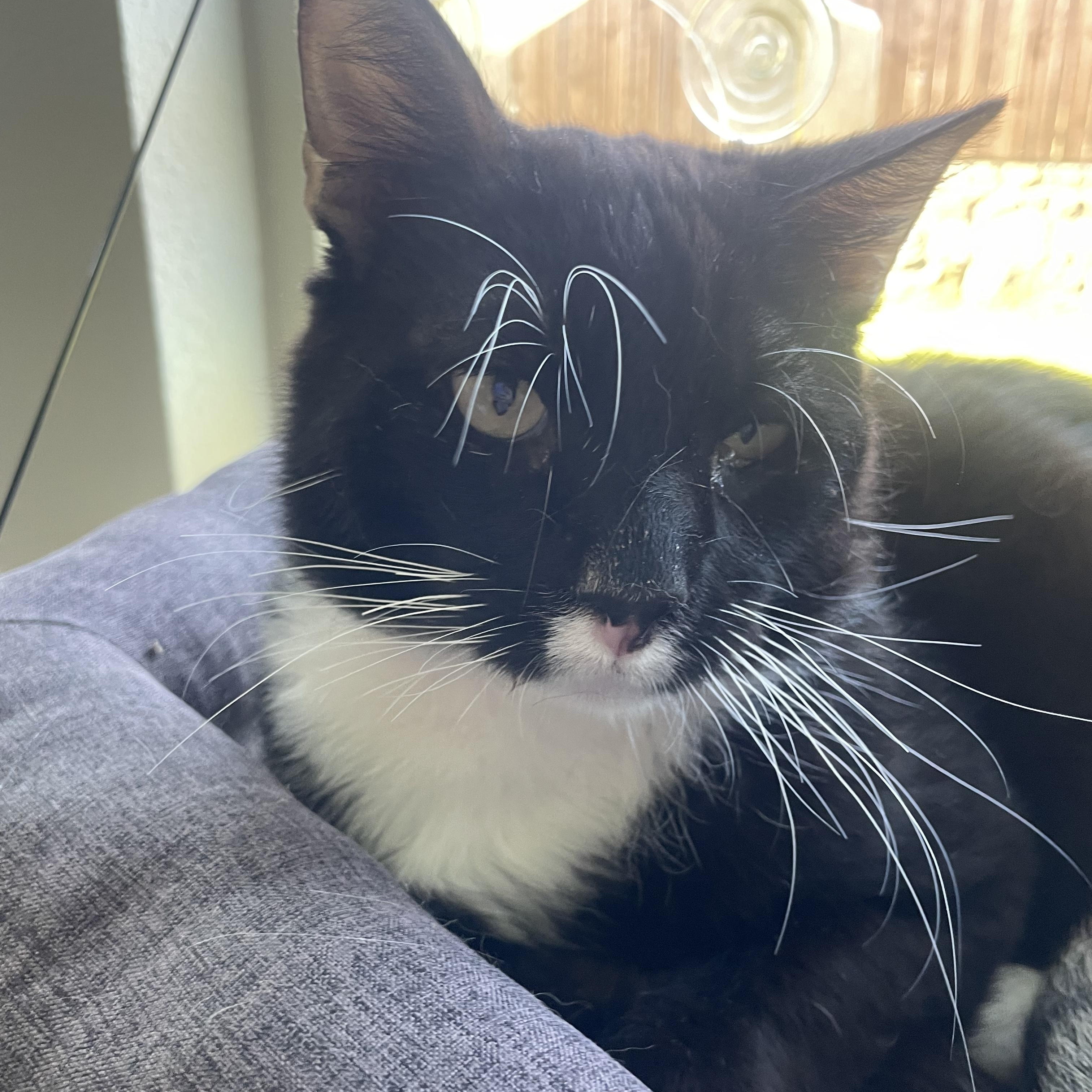 Manicotti, an adopted Domestic Short Hair in Plano, TX image 4/4