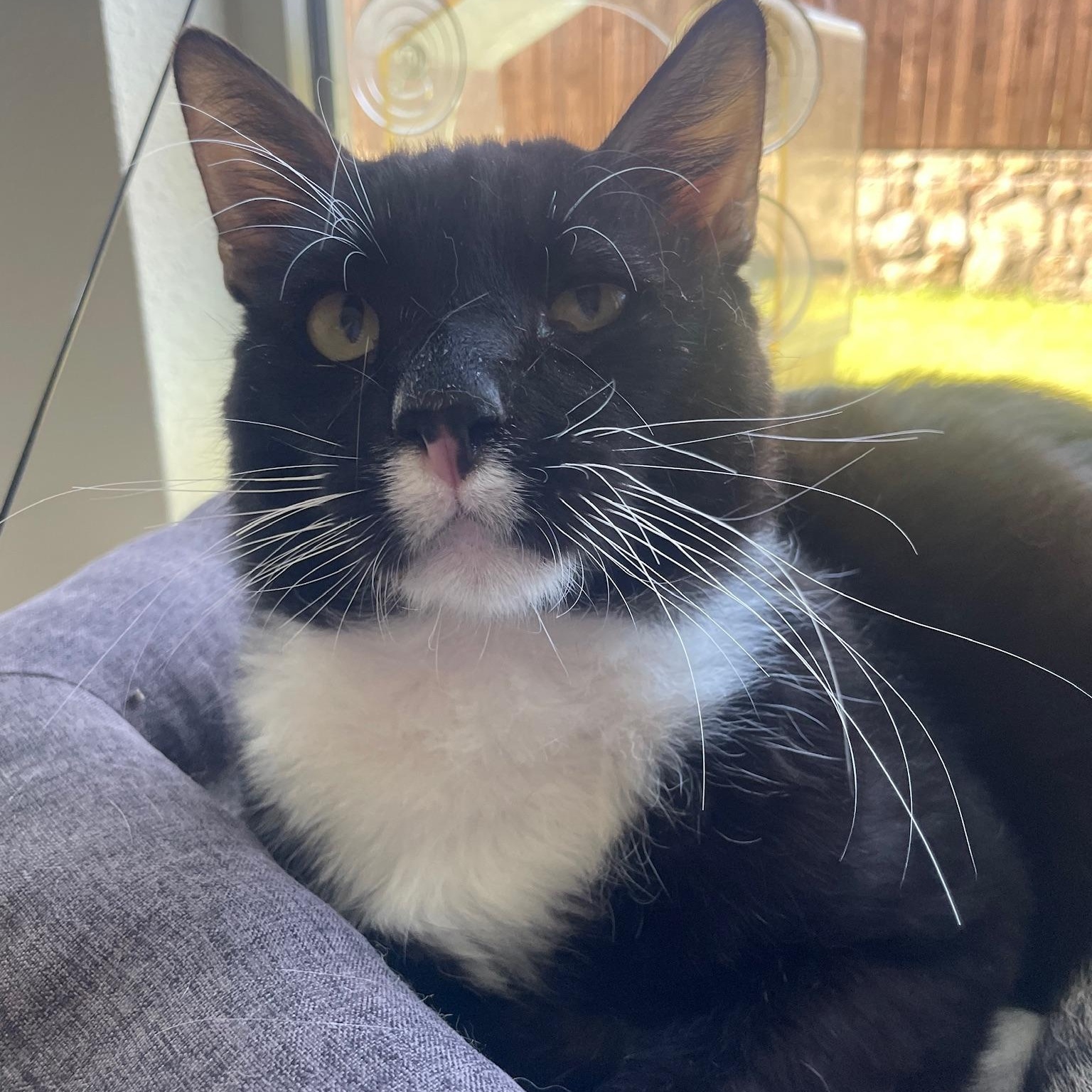 Manicotti, an adopted Domestic Short Hair in Plano, TX image 1/4