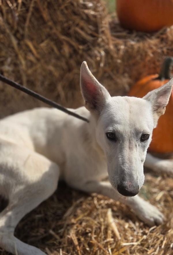 Enlarge Snowflake, a Adoptable mixed breed in Cleveland, TN image 1/2
