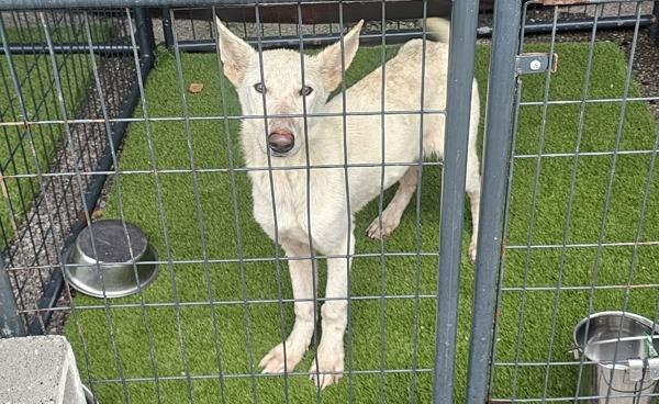 Enlarge Snowflake, a Adoptable mixed breed in Cleveland, TN image 2/2