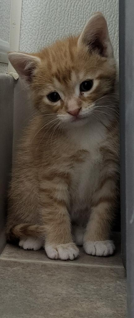 Theodore, a Adoptable mixed breed in Medford, WI image 1/2