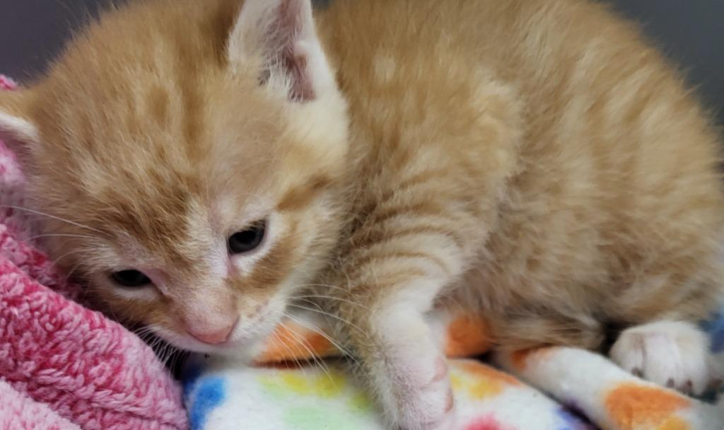Theodore, a Adoptable mixed breed in Medford, WI image 2/2