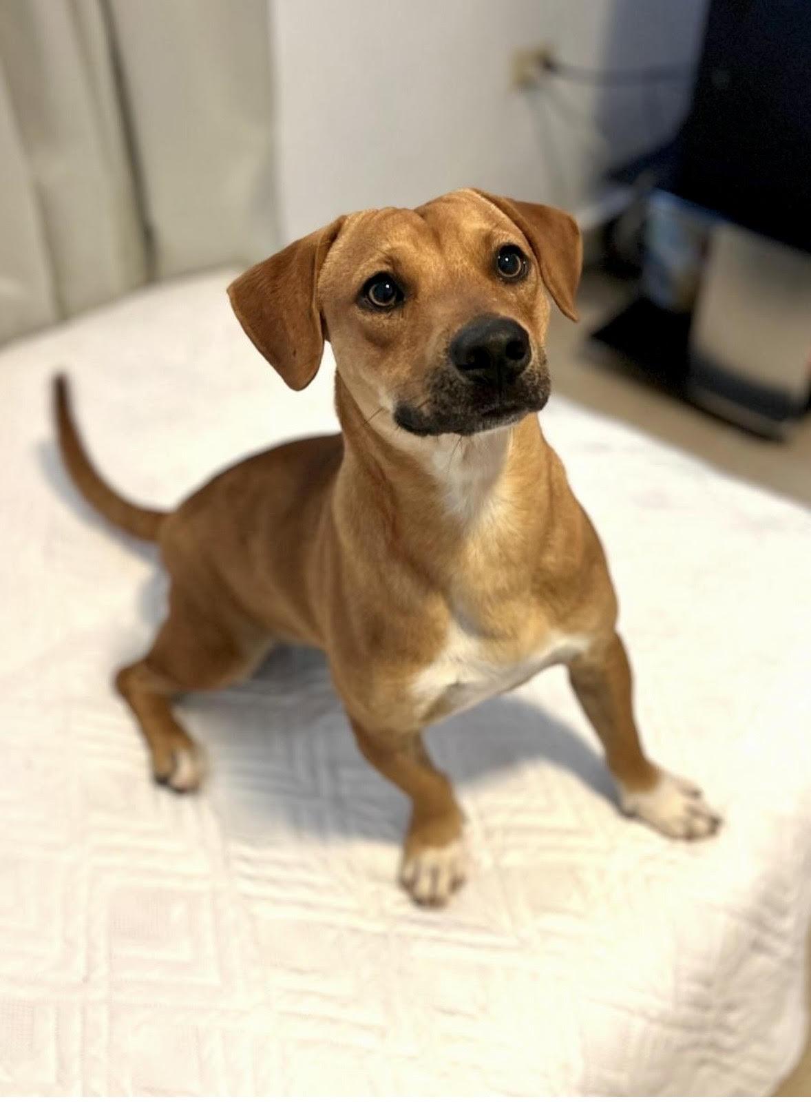 Biscuit, ADOPTABLE, Young Male Dachshund & Shepherd.