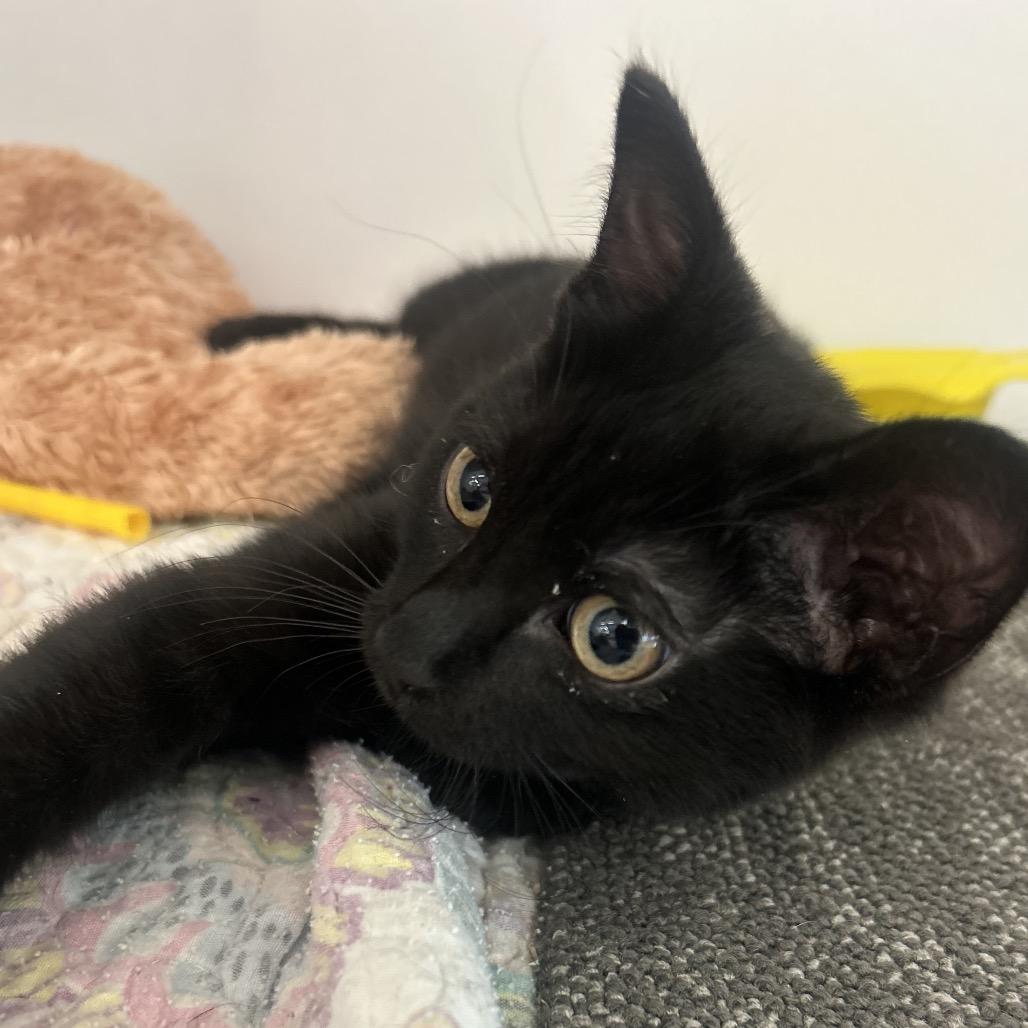 Spider, a Adoptable Domestic Short Hair in Phoenix, AZ image 1/2