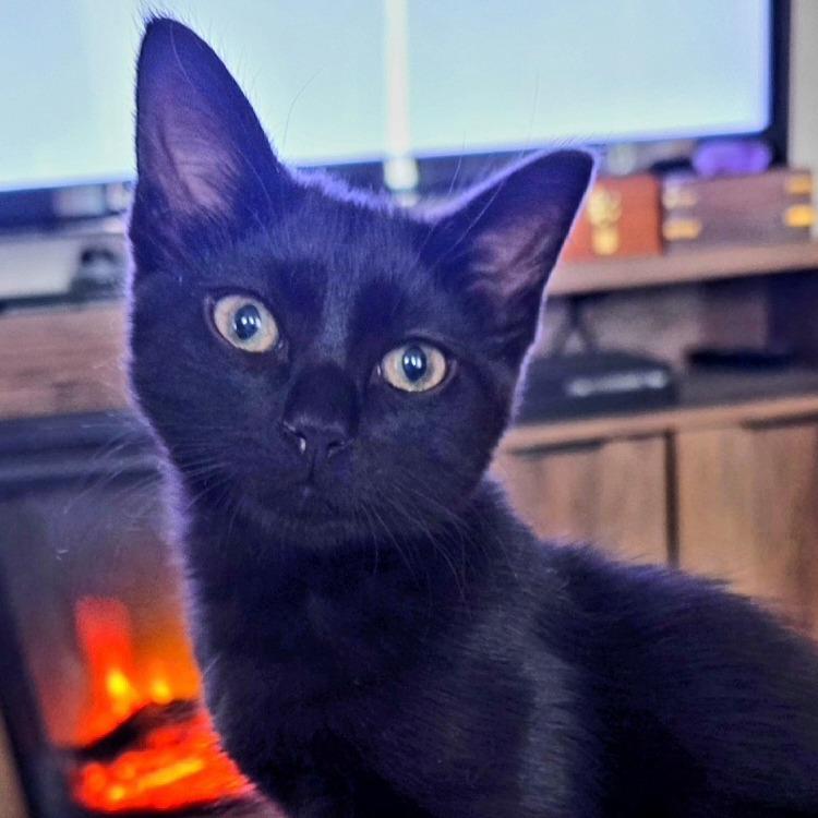 Spider, a Adoptable Domestic Short Hair in Phoenix, AZ image 2/2