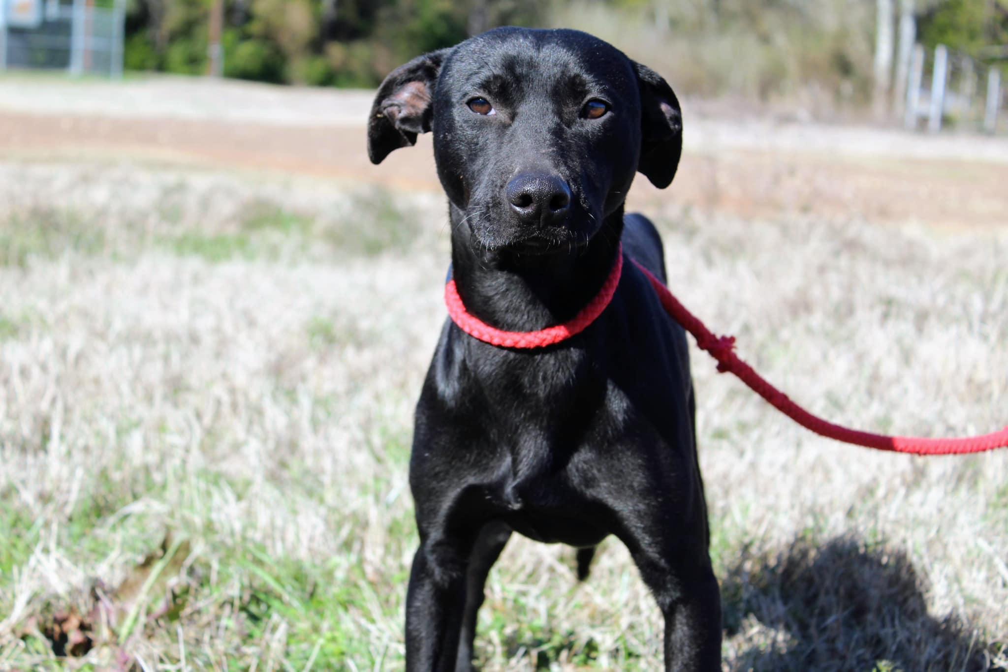 Enlarge Brownie, a Adoptable mixed breed in Jacksonville, TX image 1/2
