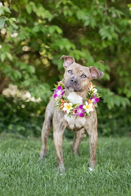 DAFFY, Adoptable, Young Female Pit Bull Terrier & Mixed Breed.