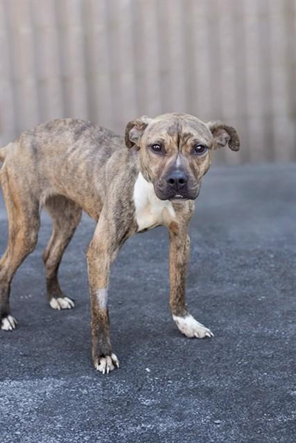 DAFFY, Adoptable, Young Female Pit Bull Terrier & Mixed Breed.