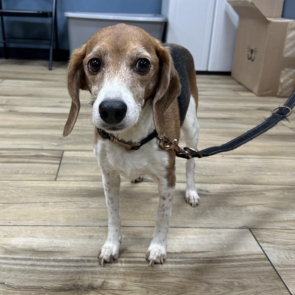 Bailey, Adoptable, Senior Female Beagle.