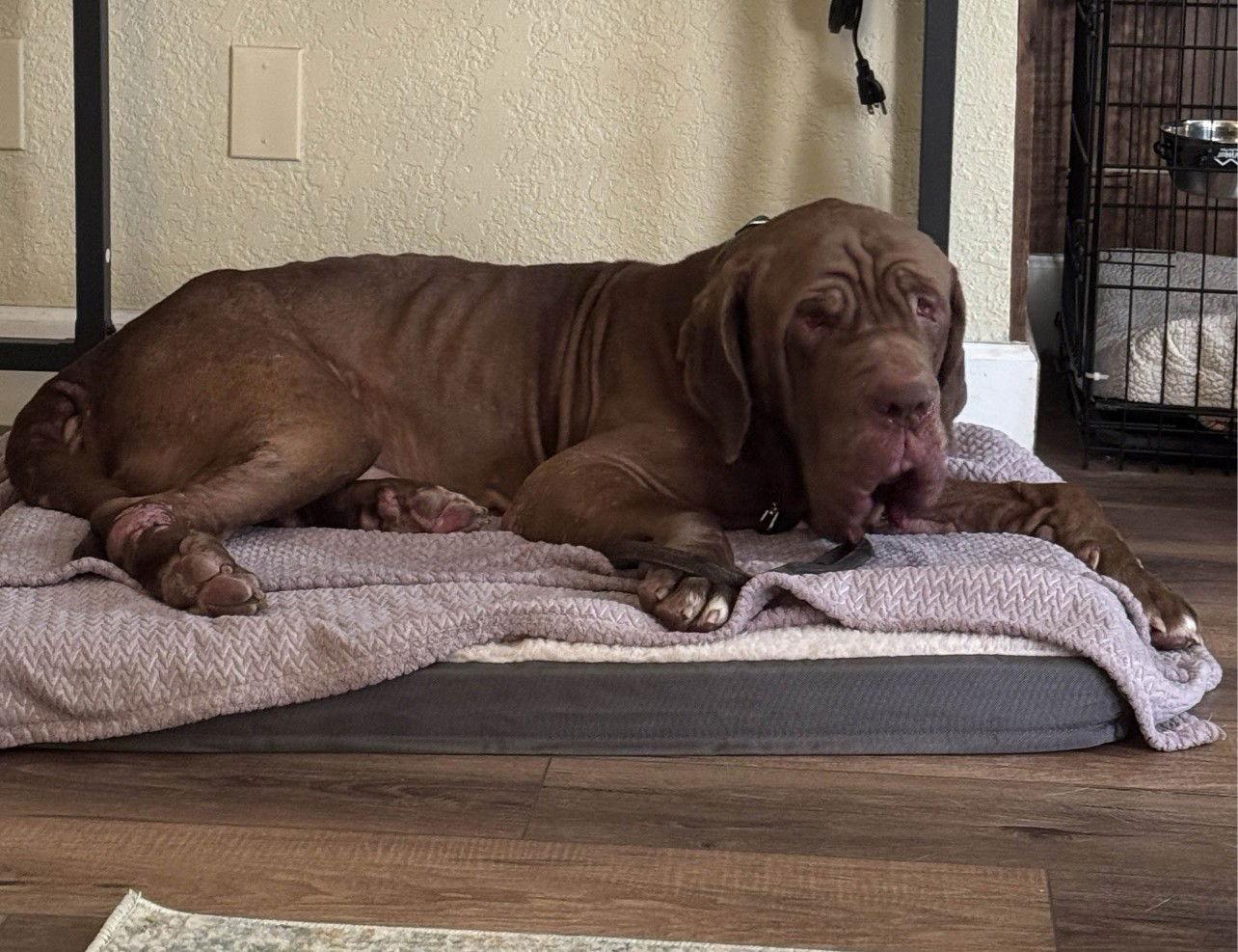 Guido, Adoptable, Adult Male Neapolitan Mastiff.