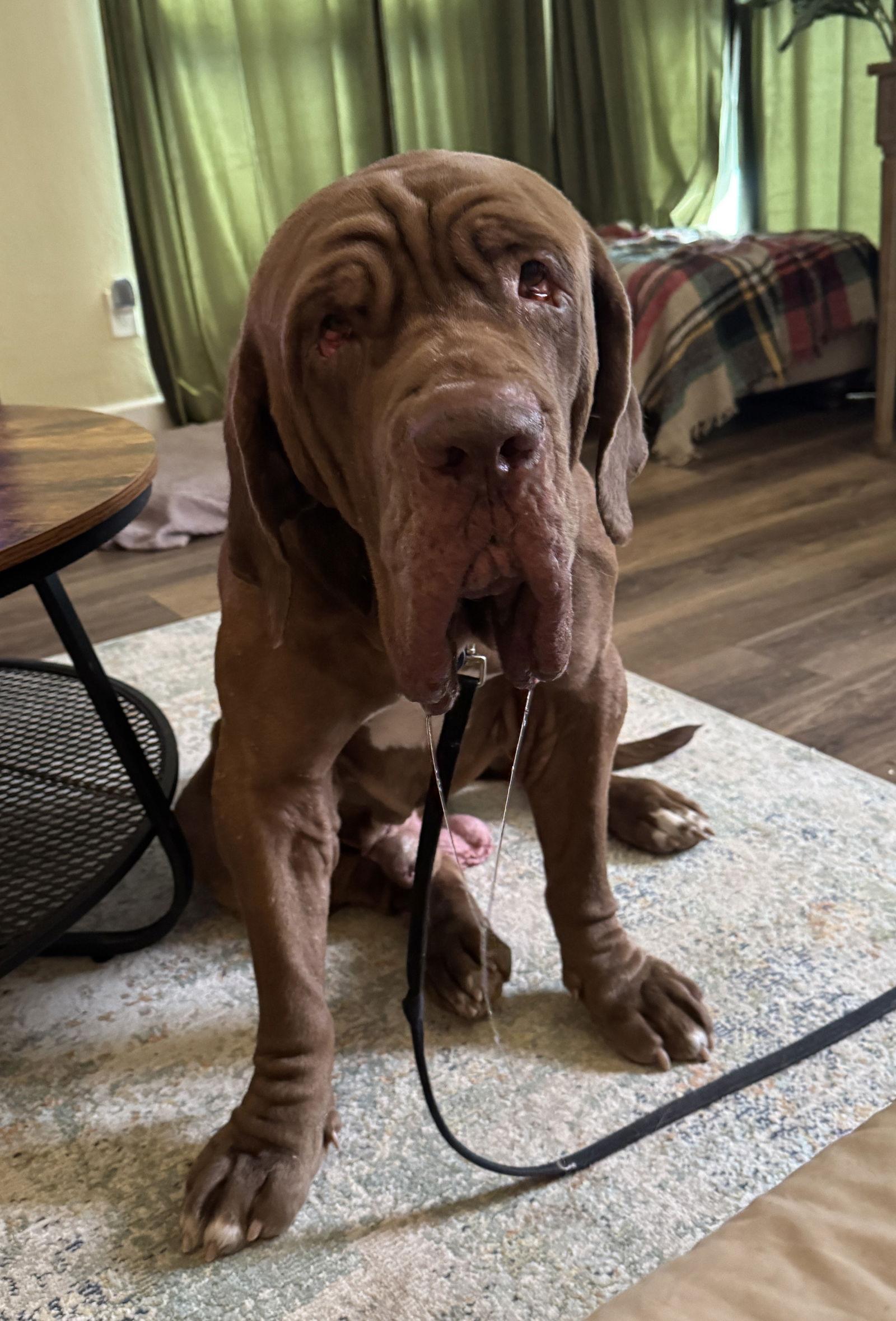 Enlarge Guido, a Adoptable Neapolitan Mastiff in Saint Charles, MO image 2/3