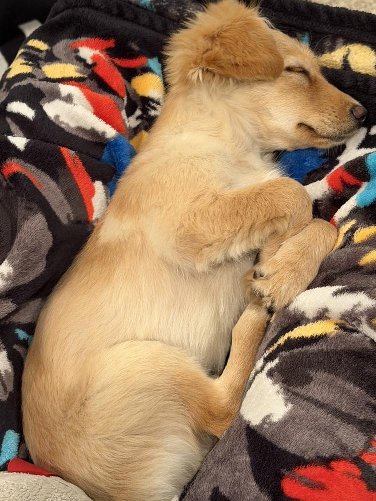 Angel, a Adoptable mixed breed in Pulaski, TN image 3/4