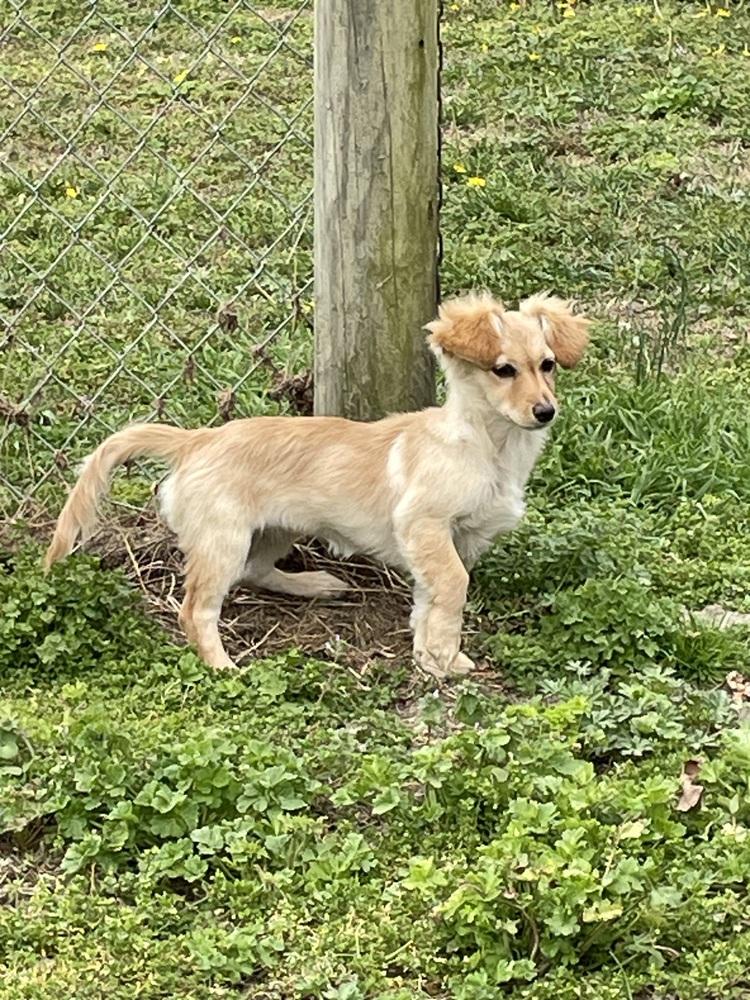 Angel, a Adoptable mixed breed in Pulaski, TN image 4/4