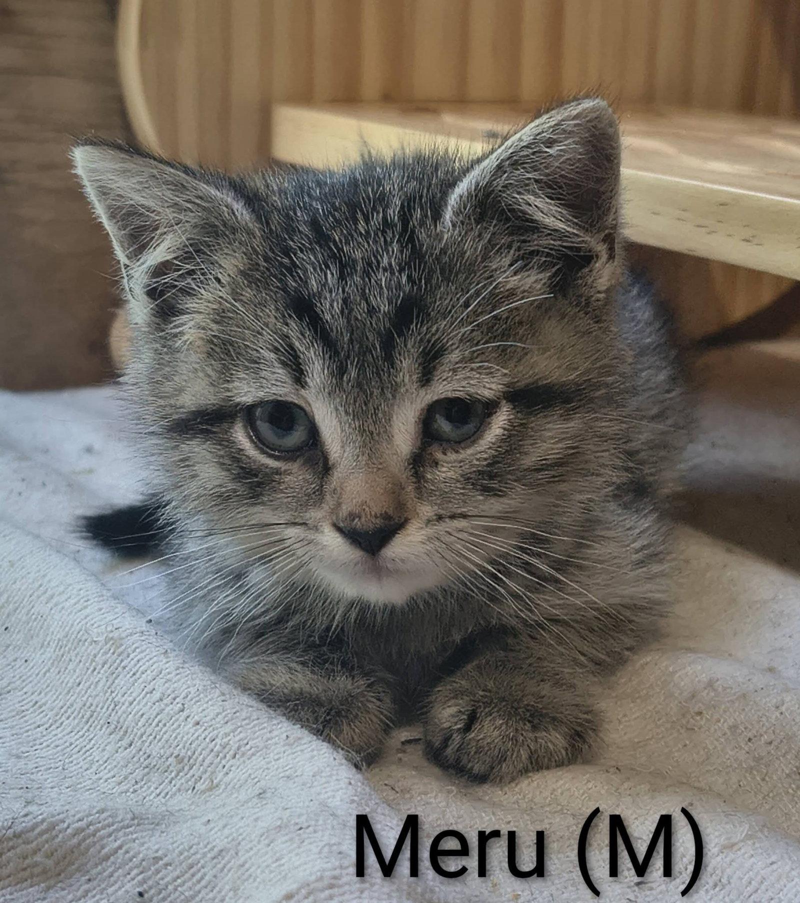 Meru, Adopted, Kitten Male Domestic Short Hair & Tabby.