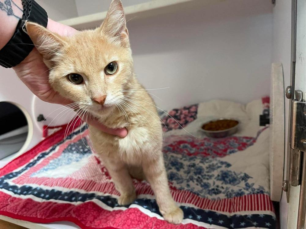 Enlarge Thalatha, a Adoptable Domestic Short Hair in Bolivar, MO image 1/1