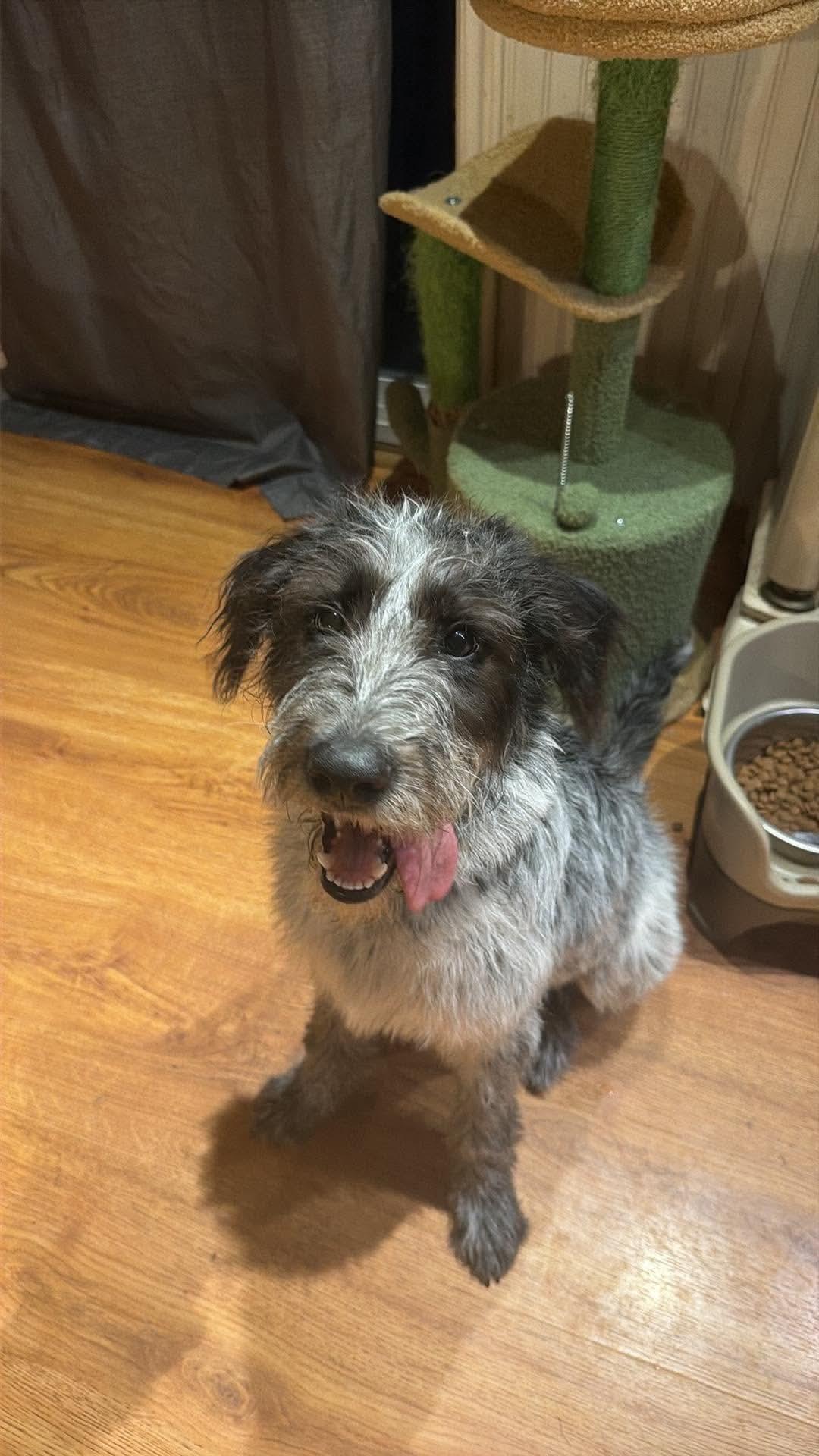 Latto, an adopted mixed breed in Kennebunk , ME image 3/5