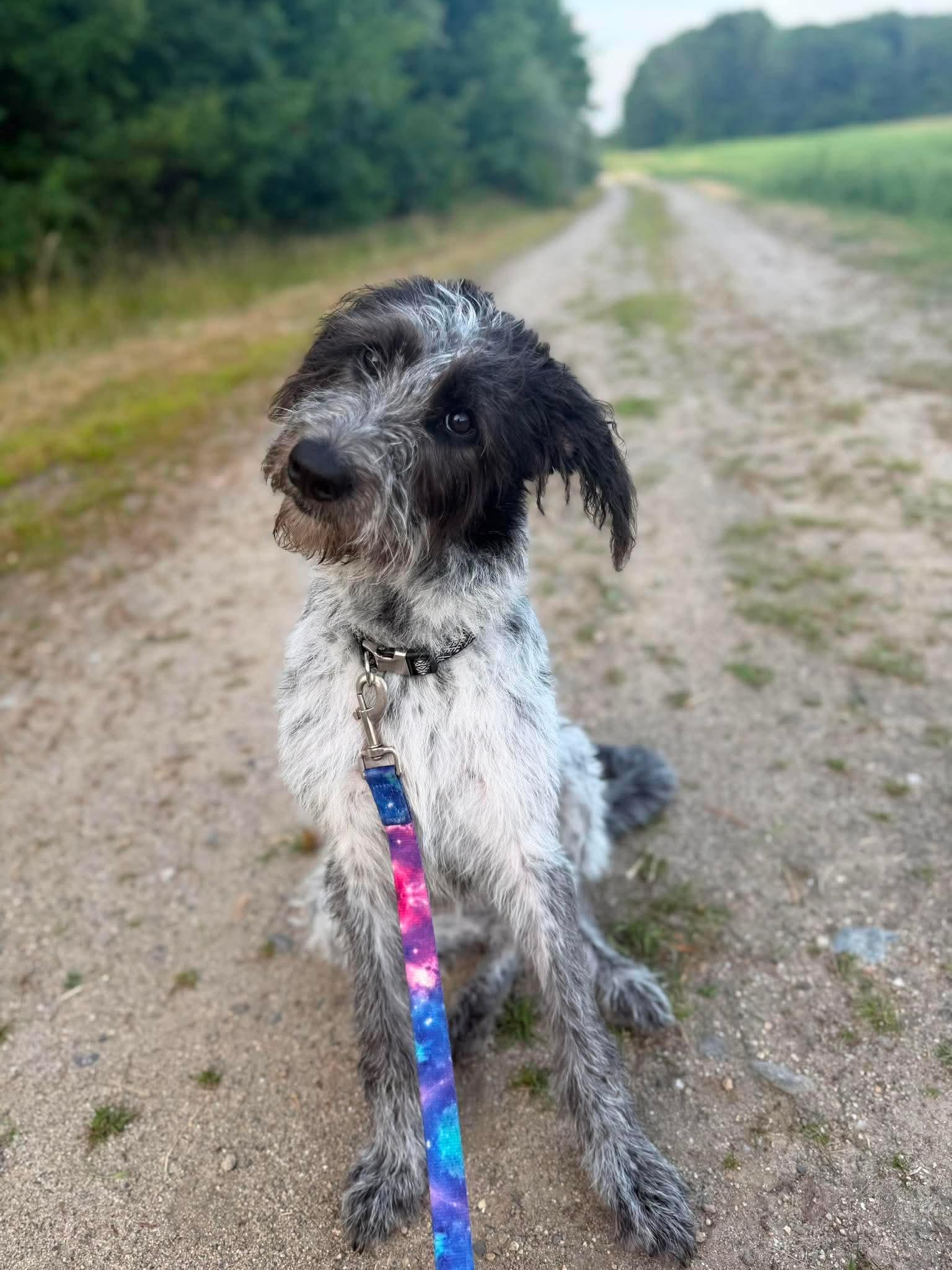 Latto, adopted, Puppy Female German Wirehaired Pointer.