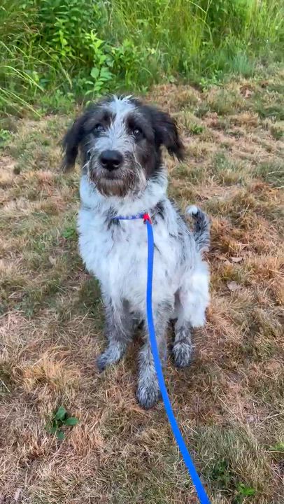 Enlarge Latto, an adopted mixed breed in Kennebunk , ME video 4/5