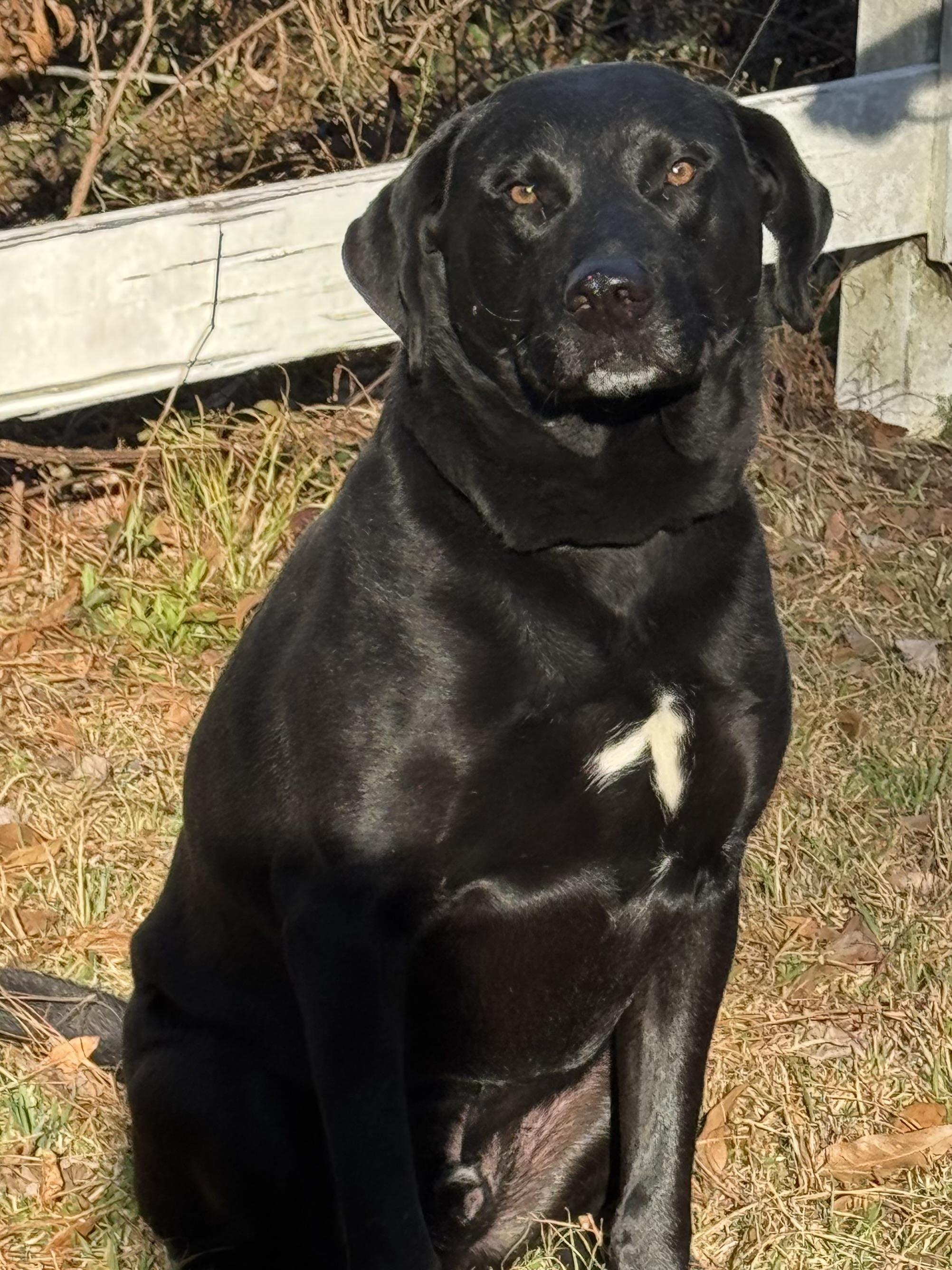 Enlarge BISHOP, a ADOPTABLE Labrador Retriever in Jacksonville, FL image 1/1