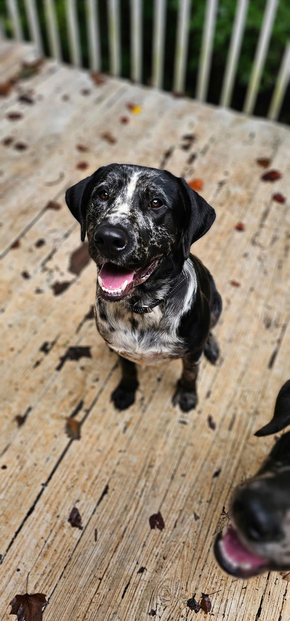 Ren 95, adopted, Young Male Catahoula Leopard Dog.