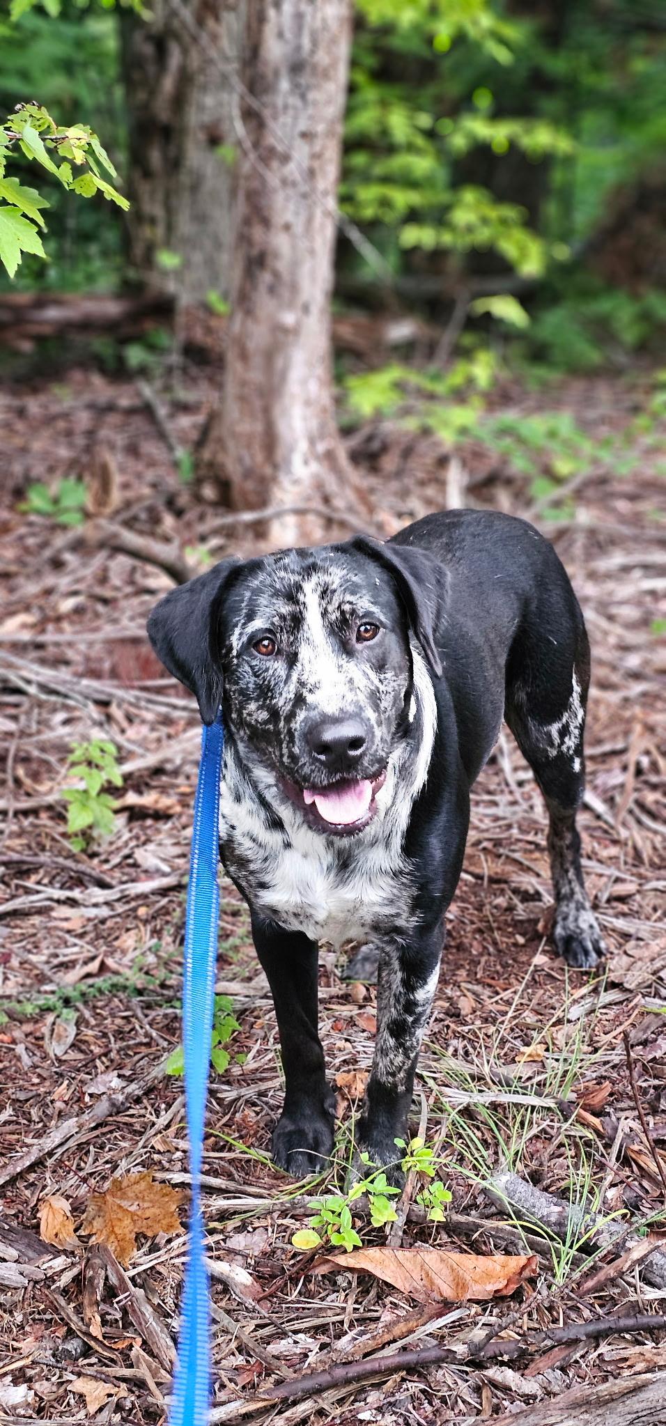 Enlarge Ren 95, an adopted mixed breed in Seneca, SC image 3/3