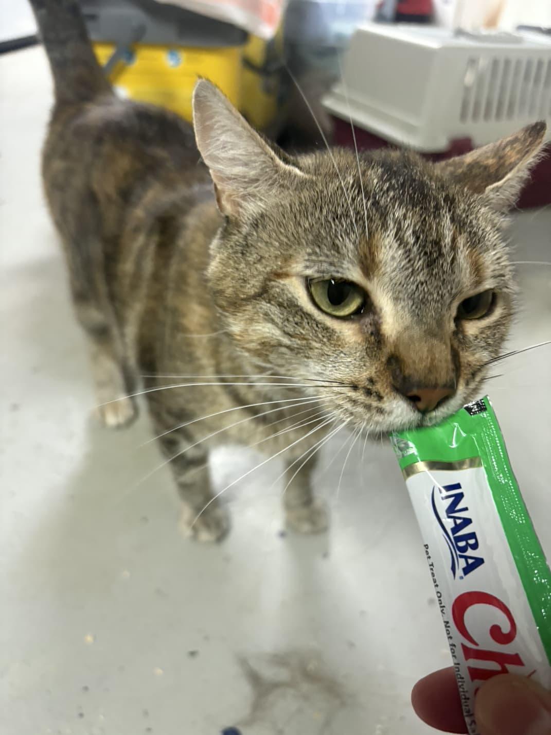 Enlarge Eliza, a Adoptable American Shorthair in Linden, NJ image 2/4