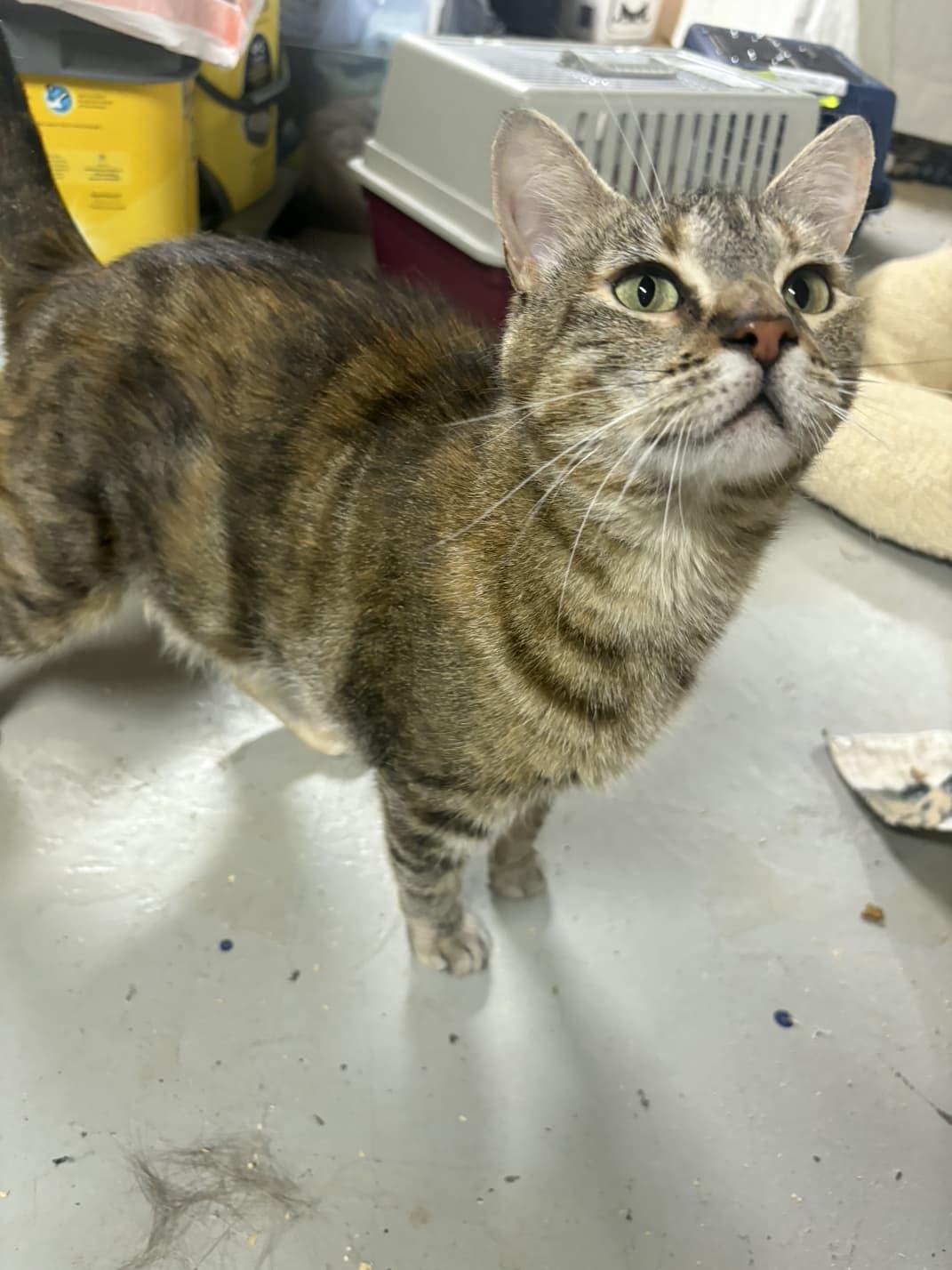 Eliza, Adoptable, Young Female American Shorthair.