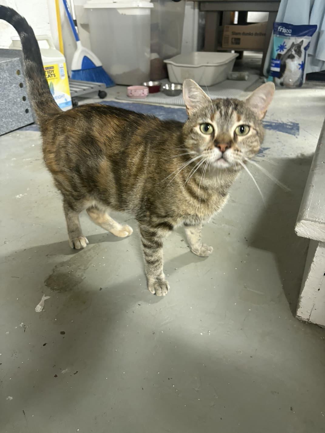 Enlarge Eliza, a Adoptable American Shorthair in Linden, NJ image 4/4