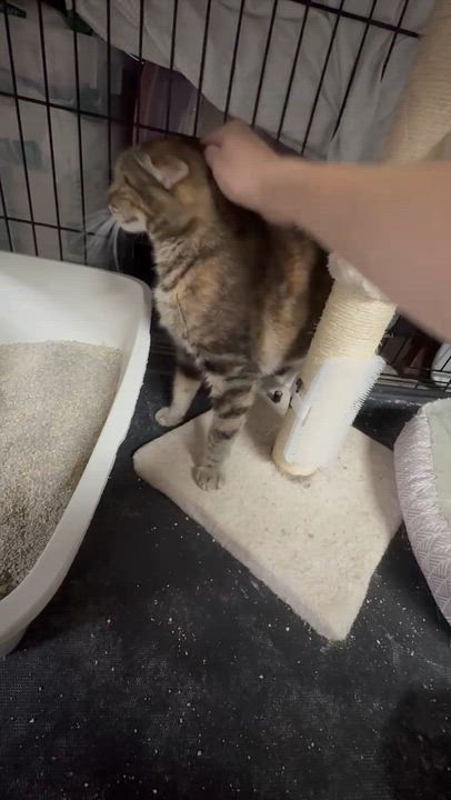 Enlarge Eliza, a Adoptable American Shorthair in Linden, NJ video 3/4
