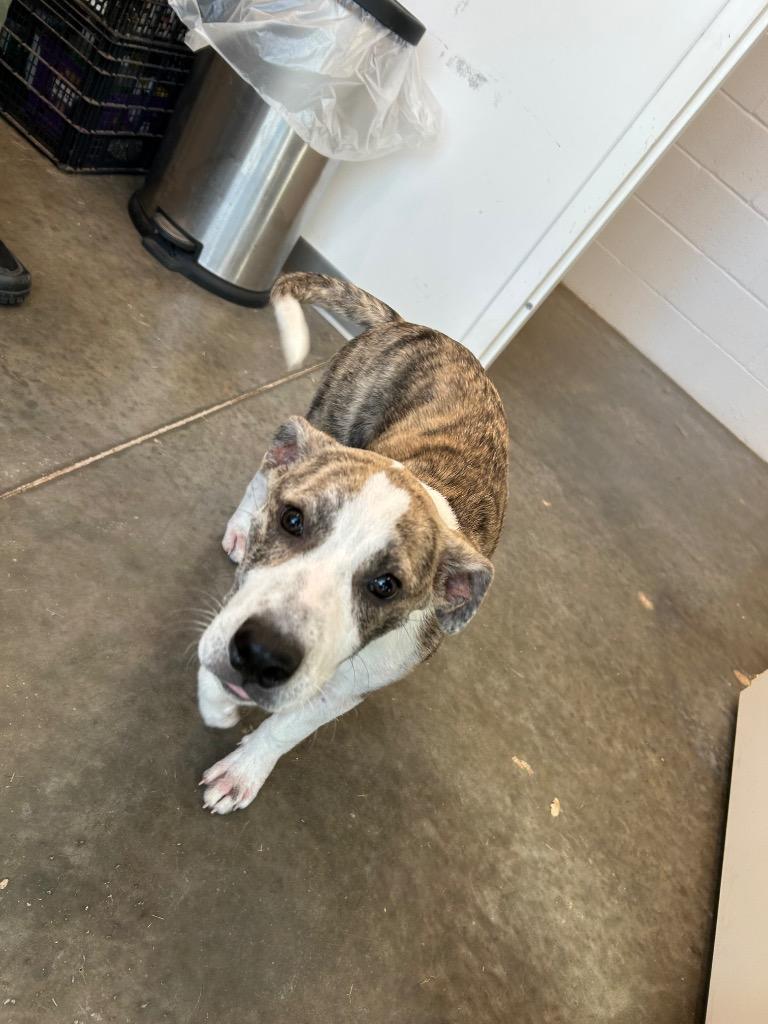 Delilah, Adoptable, Young Female Pit Bull Terrier & Mixed Breed.