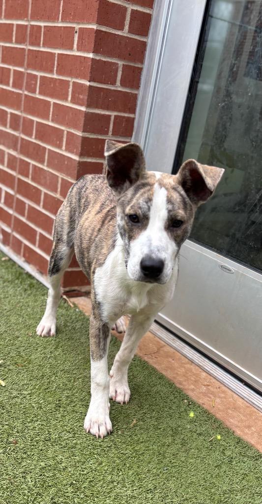 Enlarge Delilah, a Adoptable mixed breed in Newcastle, OK image 2/2