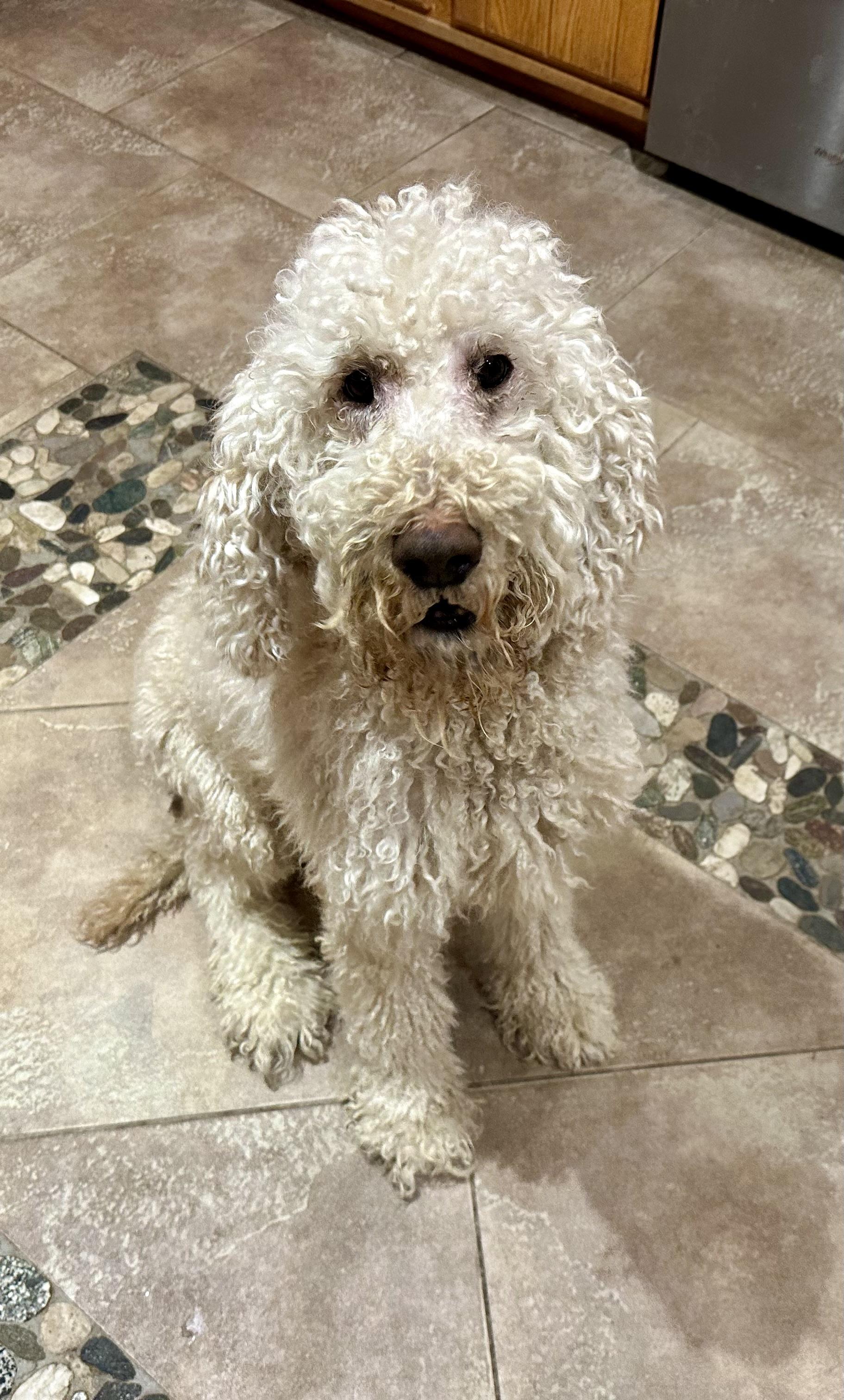 And……another Doodle