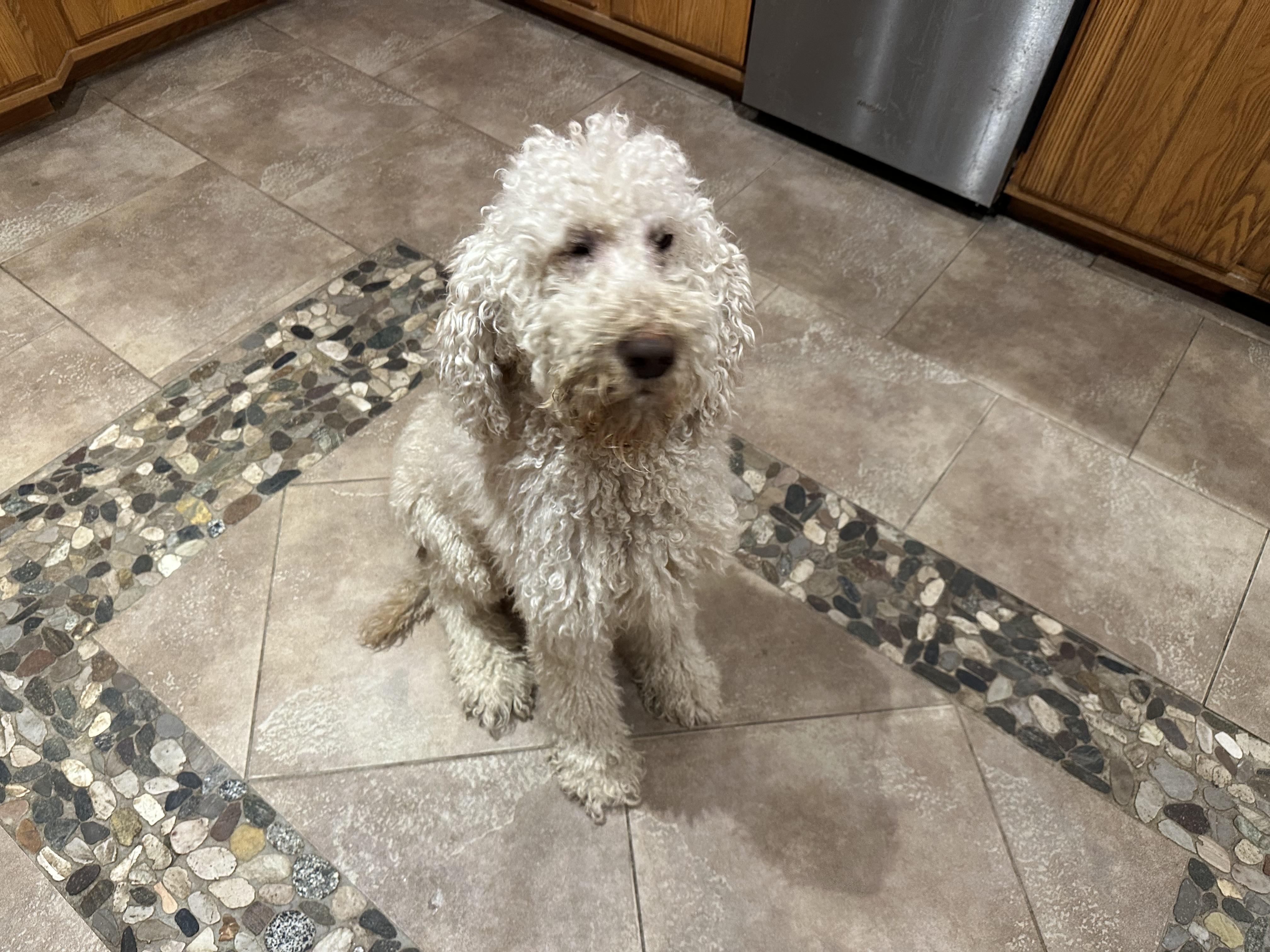 And……another Doodle thumbnail 4