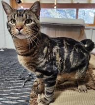 Samson, ADOPTABLE, Adult Male Toyger.